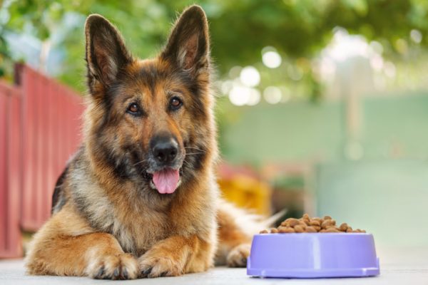 Pet Food and Nutrition